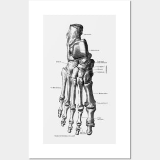 Right Foot Skeletal Diagram - Vintage Anatomy Posters and Art